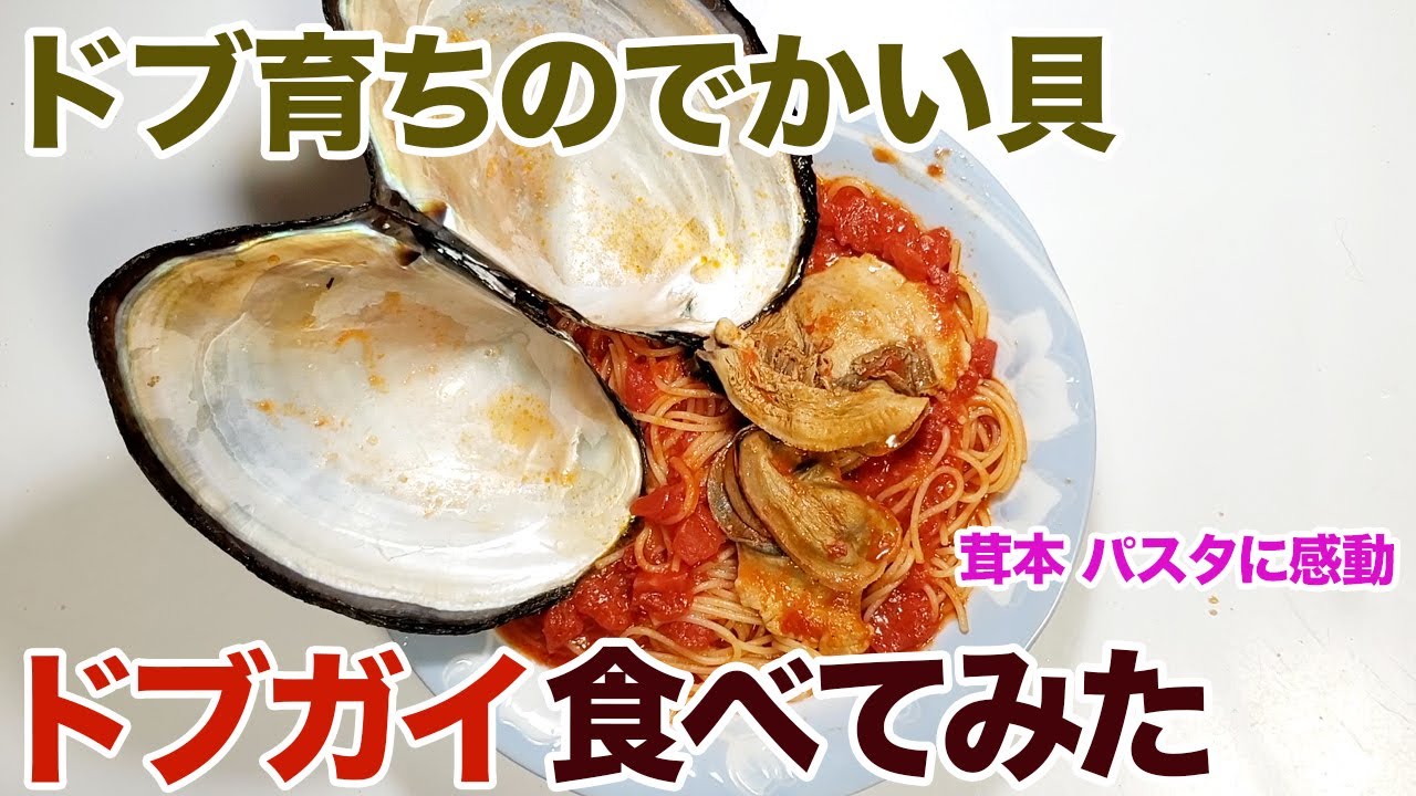 【茸本 パスタに感動】ドブ育ちのでかい貝「ドブガイ」食べてみた