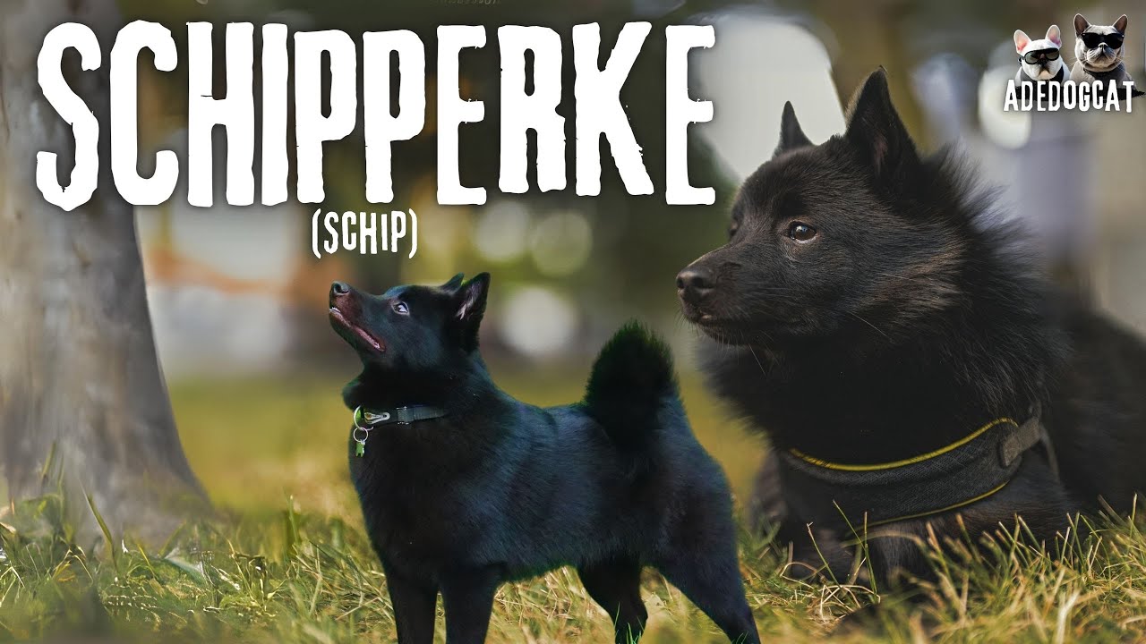 SCHIPPERKE O PEQUENO PASTOR-ADEDOGCAT
