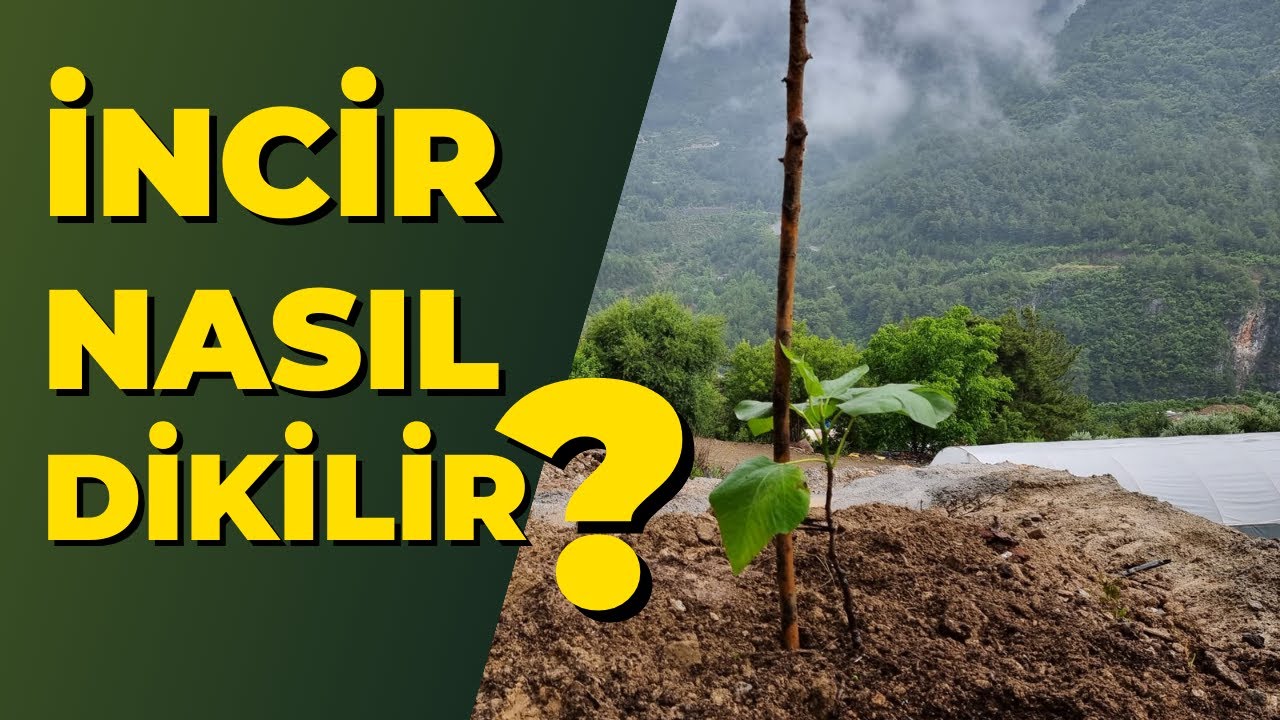 incir nasıl dikilir. incir ne zaman dikilir. #incirağacı #tropikaltopraktv