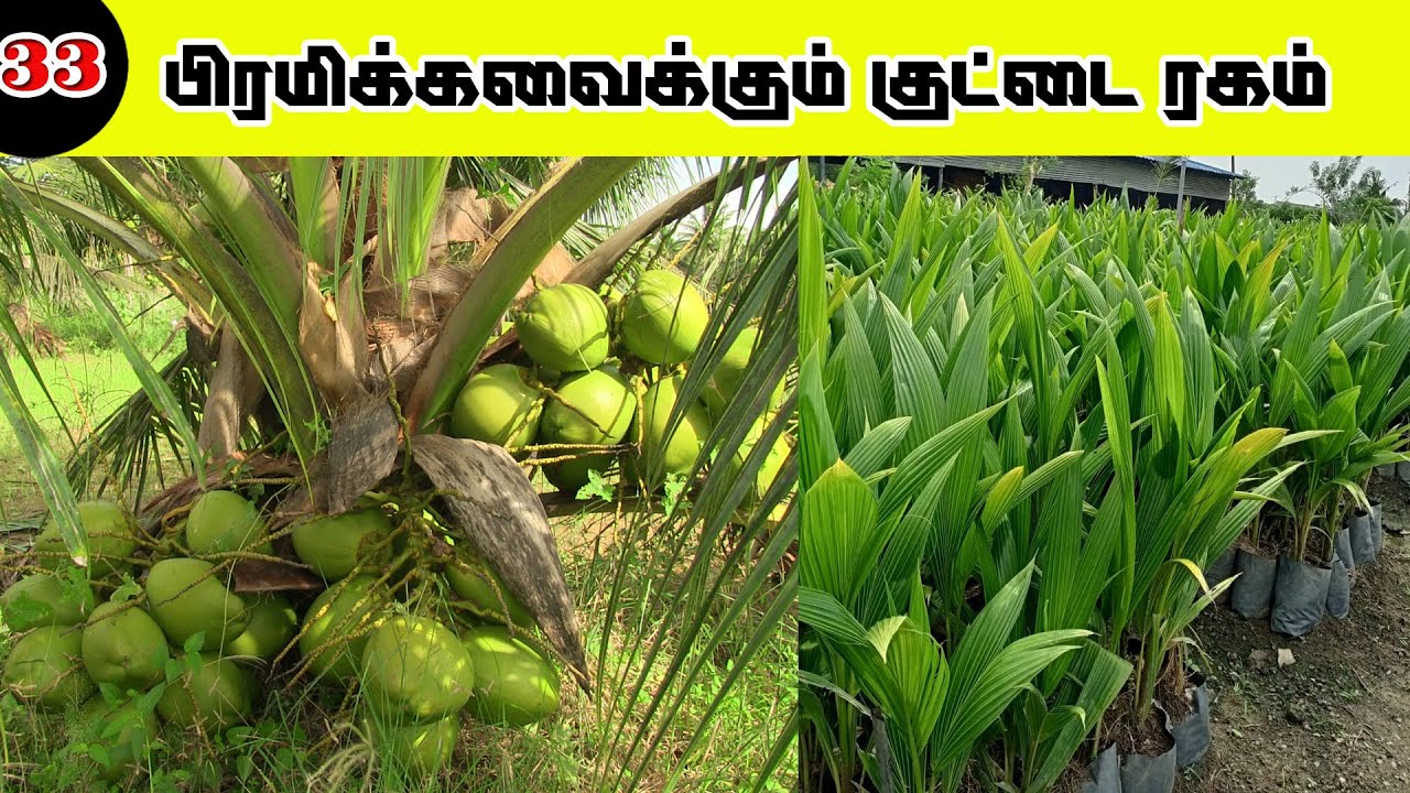 குட்டை ரக தென்னை சாகுபடியில் அசத்தும் விவசாயி!How to get highyield in coconut?