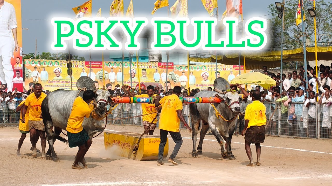 చిలకలూరిపేట గ్రామం సీనియర్  విభాగం 6వ జత PSKY BULLS