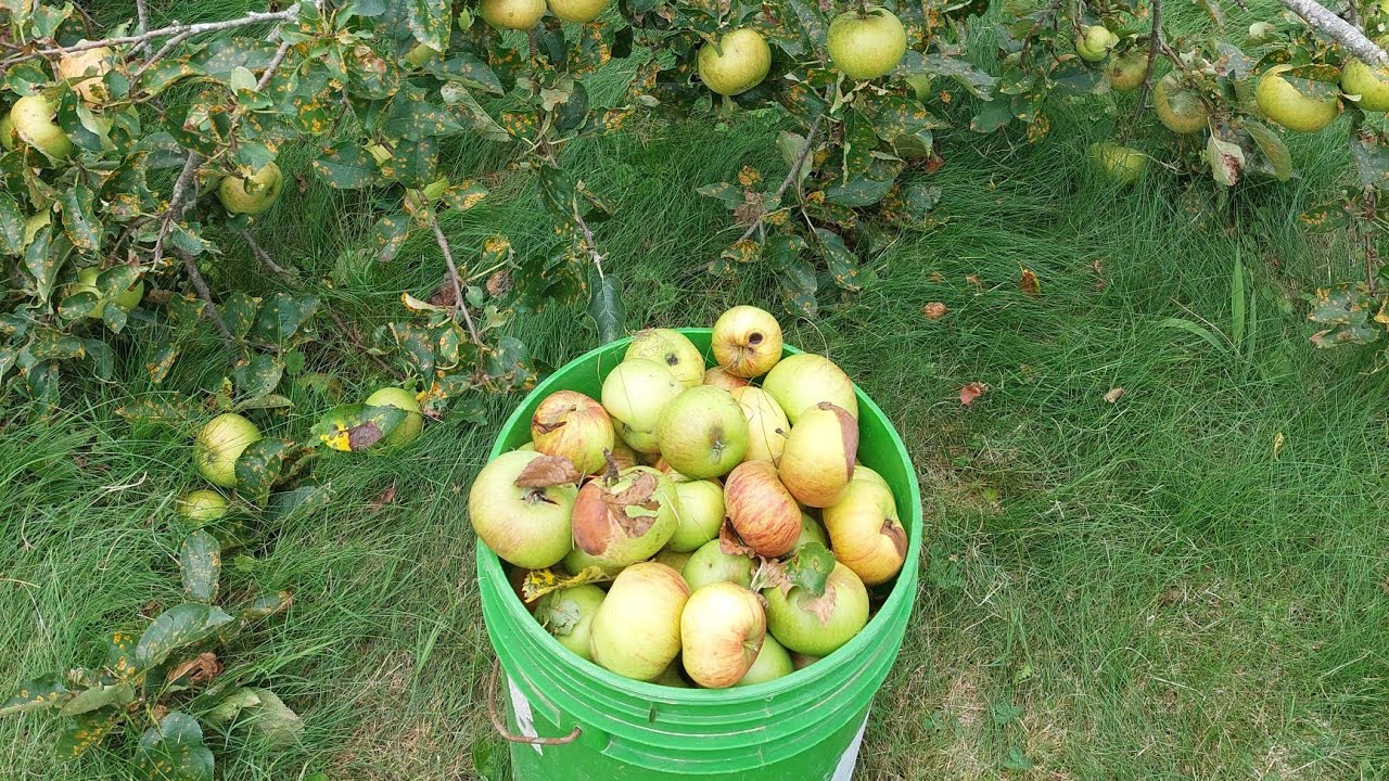 Orchard Tour East Tennessee