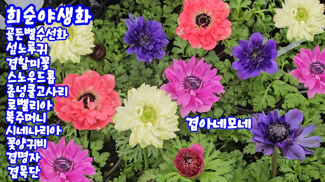 #희순야생화#골든벨수선화#섬노루귀#겹할미꽃#스노우드롭#좀넝쿨고사리#로벨리아#복주머니#시네나리아#베들레헴#꽃양귀비#다이시아#물망초#학쟈스민#천황매#겹명자#겹목단#운간초#장미철쭉 