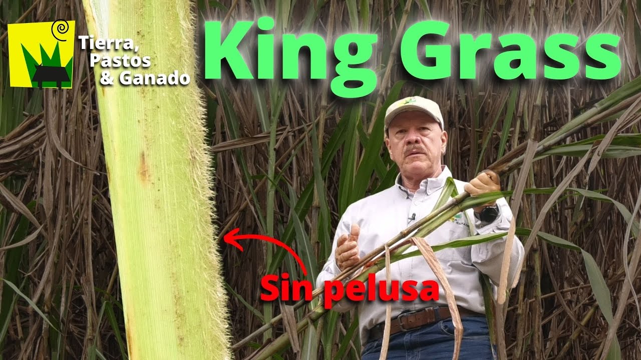 KING GRASS ¿el mejor pasto de corte?