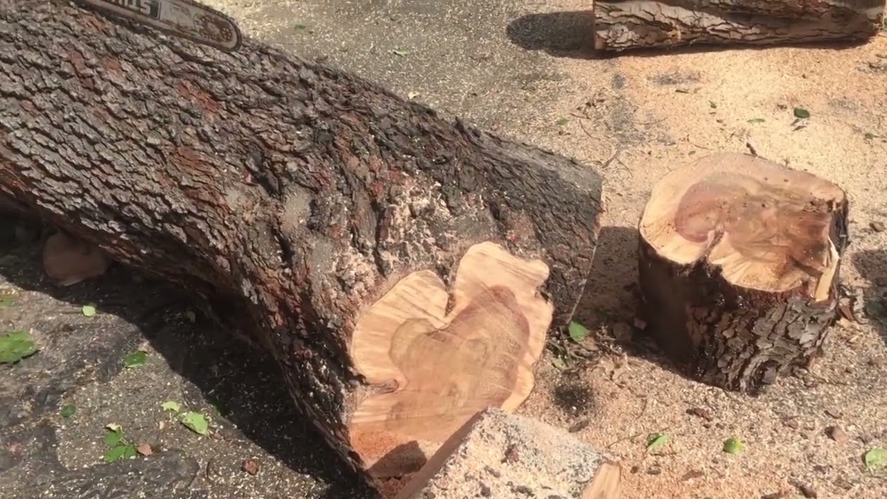 What is CAROB wood like?