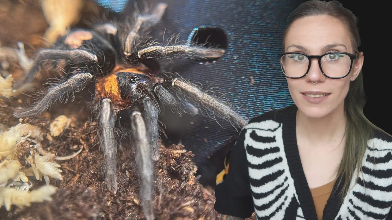 She keeps BOLTING!.. Cupie the Cutest Tarantula gets Upgraded! (C elegans - Heart Butt Spider)