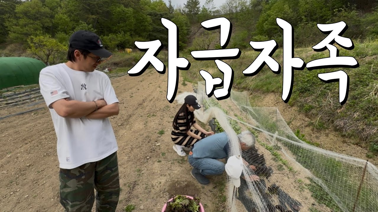 상추부터 광고까지 자급자족한 시골 가족브이로그
