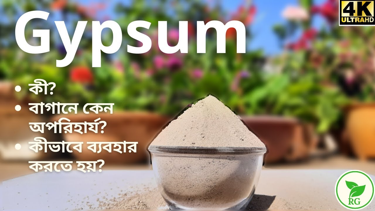 জোড়া জাদু! একসঙ্গে দূর গাছের সালফার ও ক্যালসিয়ামের অভাব। Use & Benefits of Gypsum @RAJGardens |4K