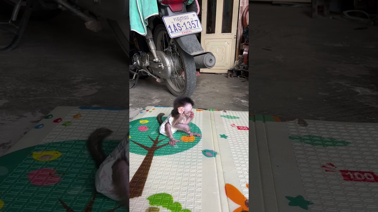 Monee Play alot #monkey #babymonkey #cute