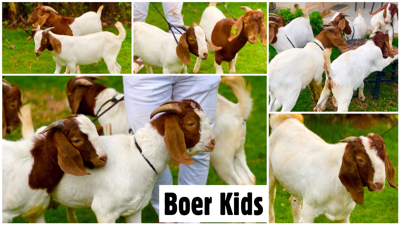 African Boer Kids Starting 10,000 at Exotic Goat Farm Padgha
