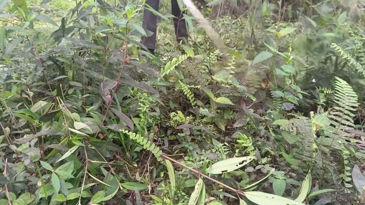 Santai saja 😁😁😁#brushcutter #lawnmowingbusiness #automobile 