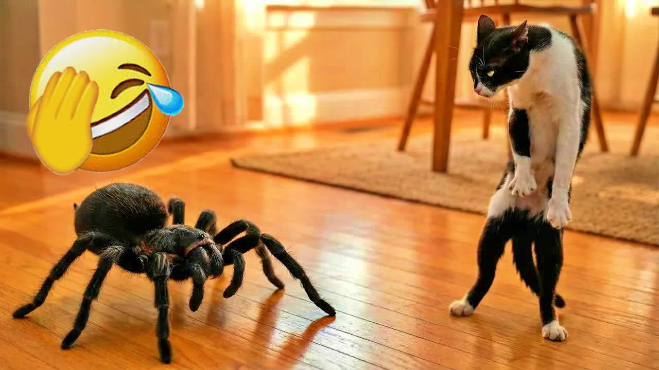 When Pets Go Rogue😋The Funniest Animal Mayhem of the Year😿