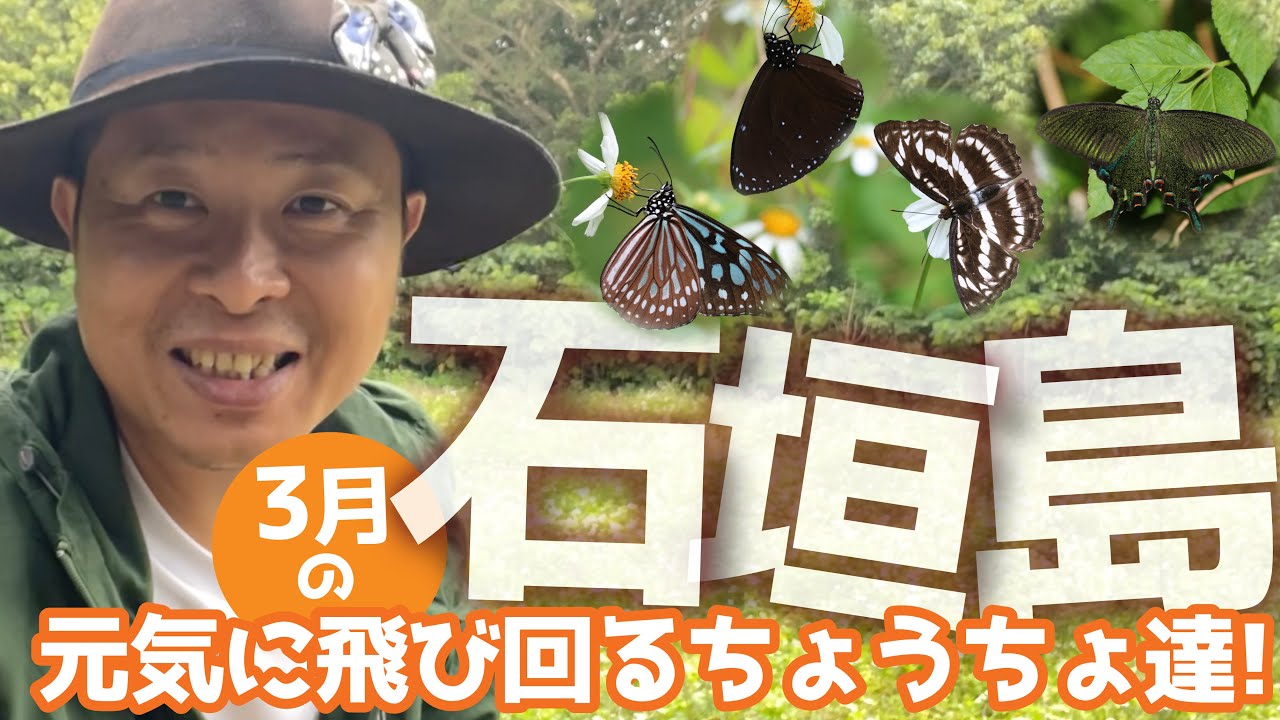【神秘】蝶の楽園！石垣島のちょうちょ3月編！第二弾！今回もちょうちょが沢山！