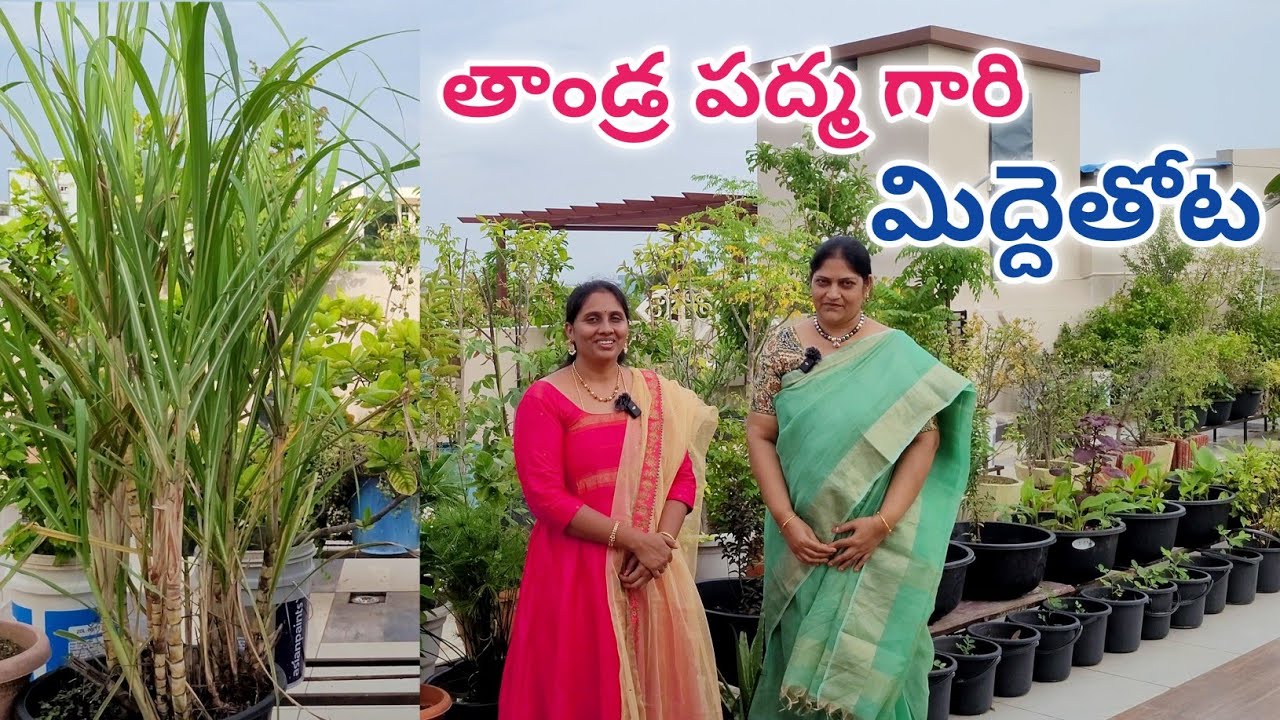 తాండ్ర పద్మ గారి మిద్దెతోట | garden tour | terrace garden tour @eetharamillalu