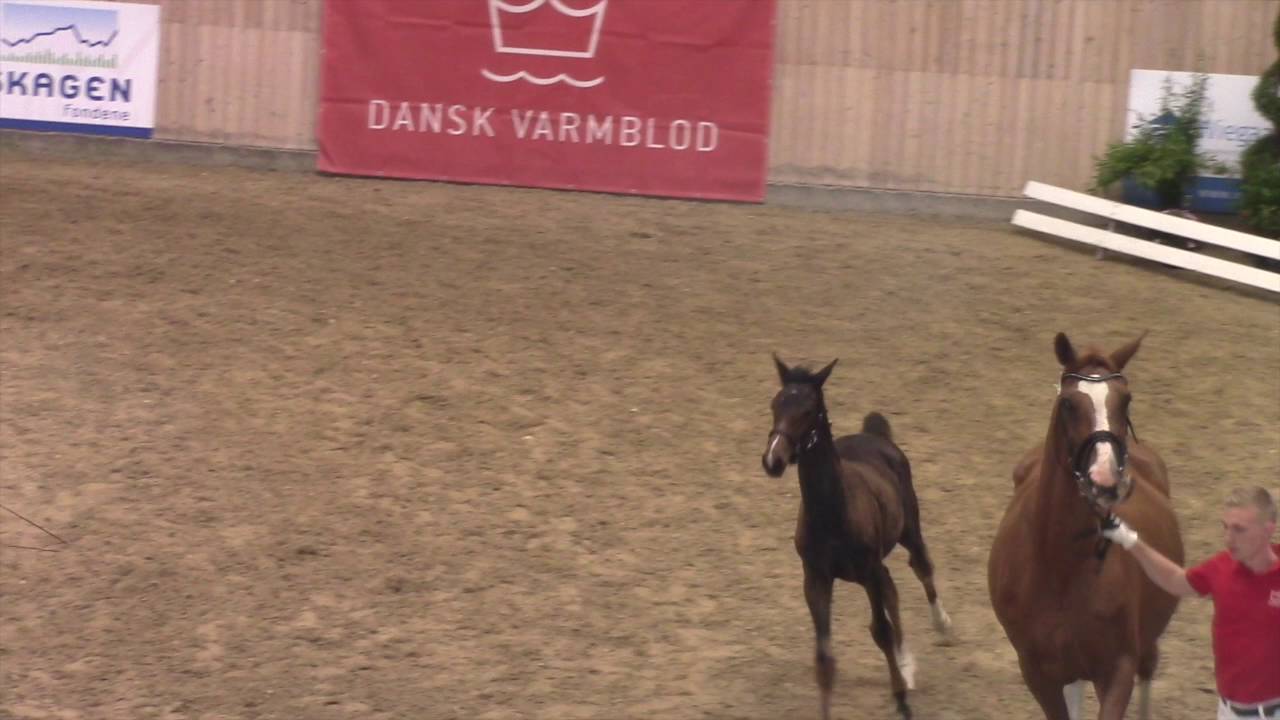 Danish Warmblood Champion foals 2016