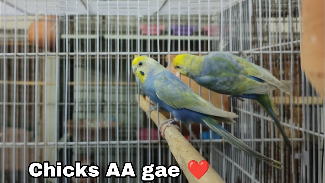 Chicks a gae Rainbow budgies k | AHSAN PETs