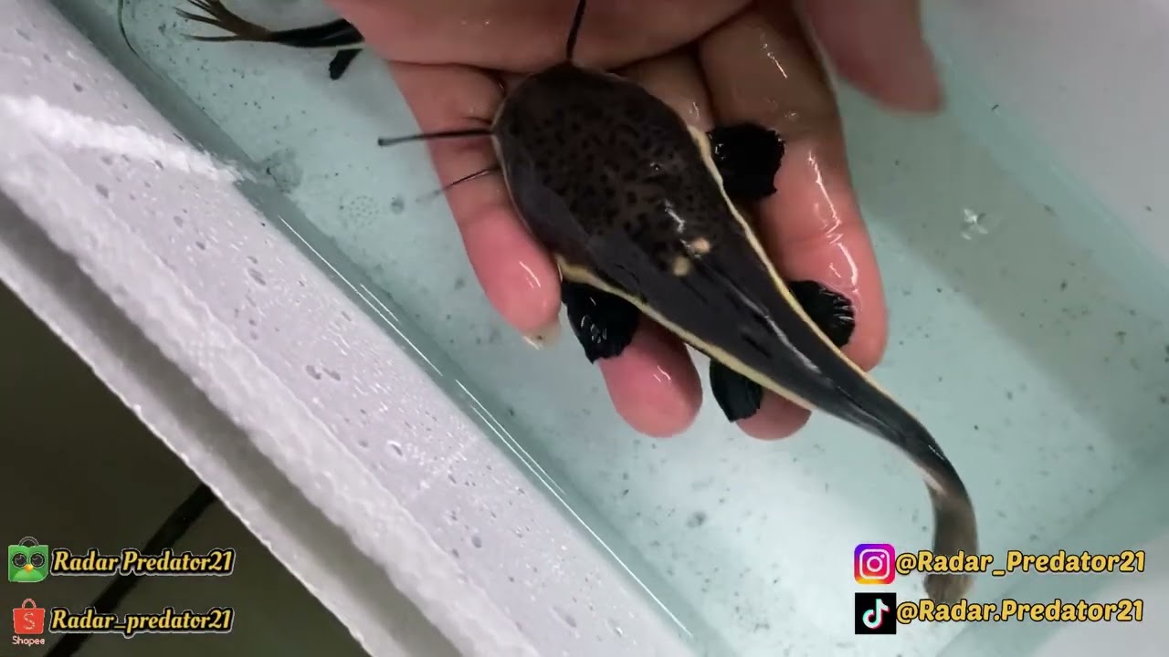 MENGERIKAN‼️ INILAH PERTUMBUHAN IKAN RTC CATFISH SELAMA 1 BULAN‼️