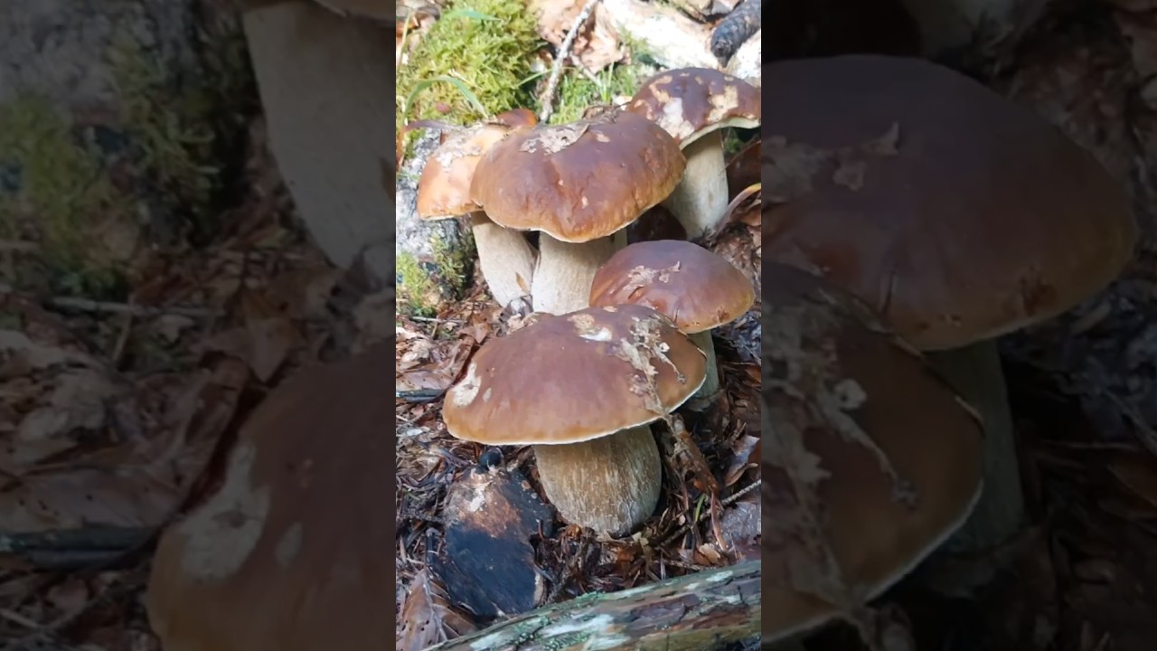 Beautiful mushrooms from Eastern Europe #funghi #porcini #boletus #grzyby #гриби