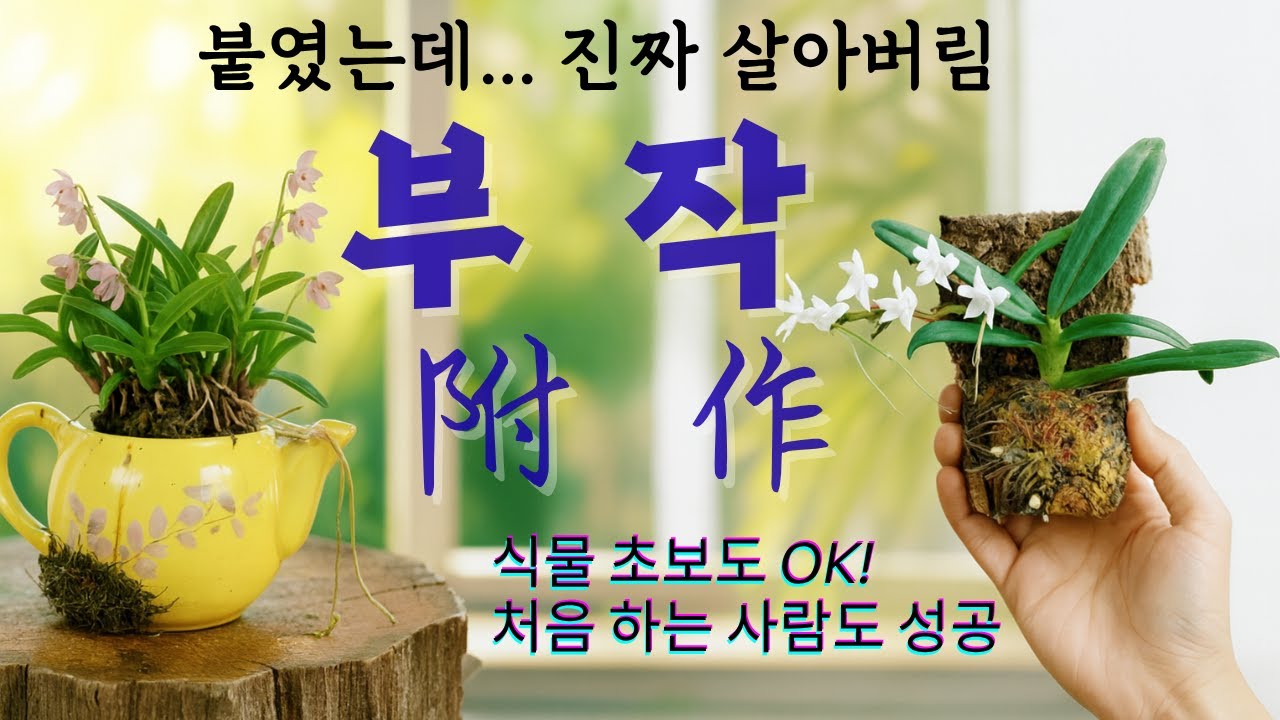 초보도 가능한 부작 제대로 키우는 꿀팁 | 흙 대신 돌과 나무위 석부작 목부작