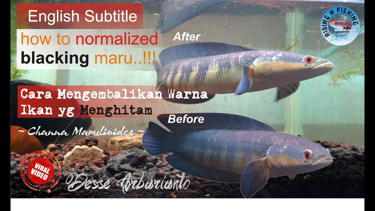 Channa Marulioides - Cara mengembalikan warna ikan yang menghitam (English Subtitle)