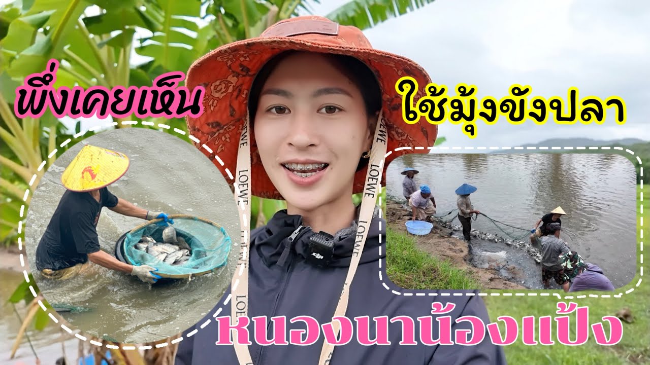 ถ้าไม่เป็นเจ้าของหนองปลาก็คงไม่ได้เห็นแบบนี้แน่ #โคกหนองนาน้องแป้งเชียงตุง