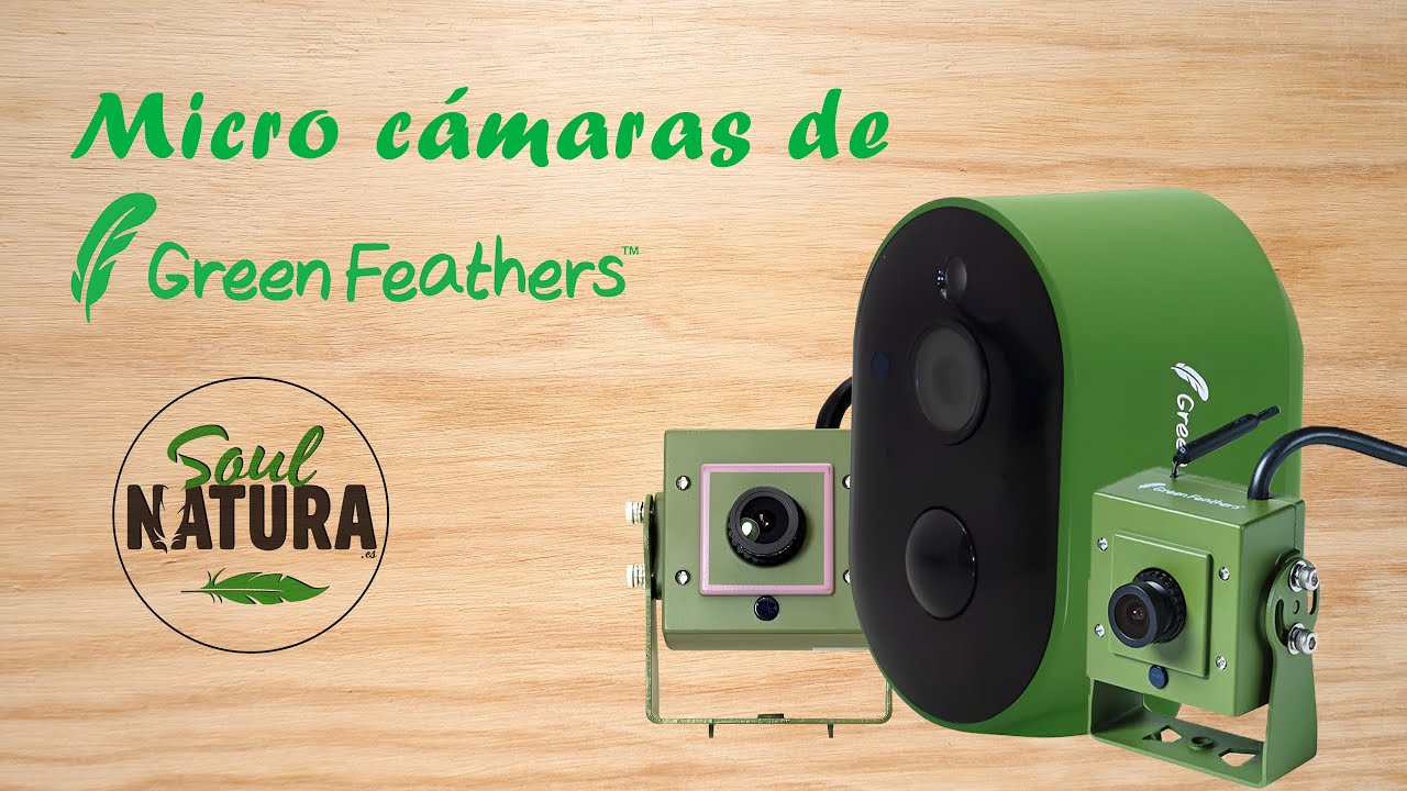 Como GRABAR a tus PÁJAROS sin molestarlos | Micro cámaras de observación de fauna de Green Feathers