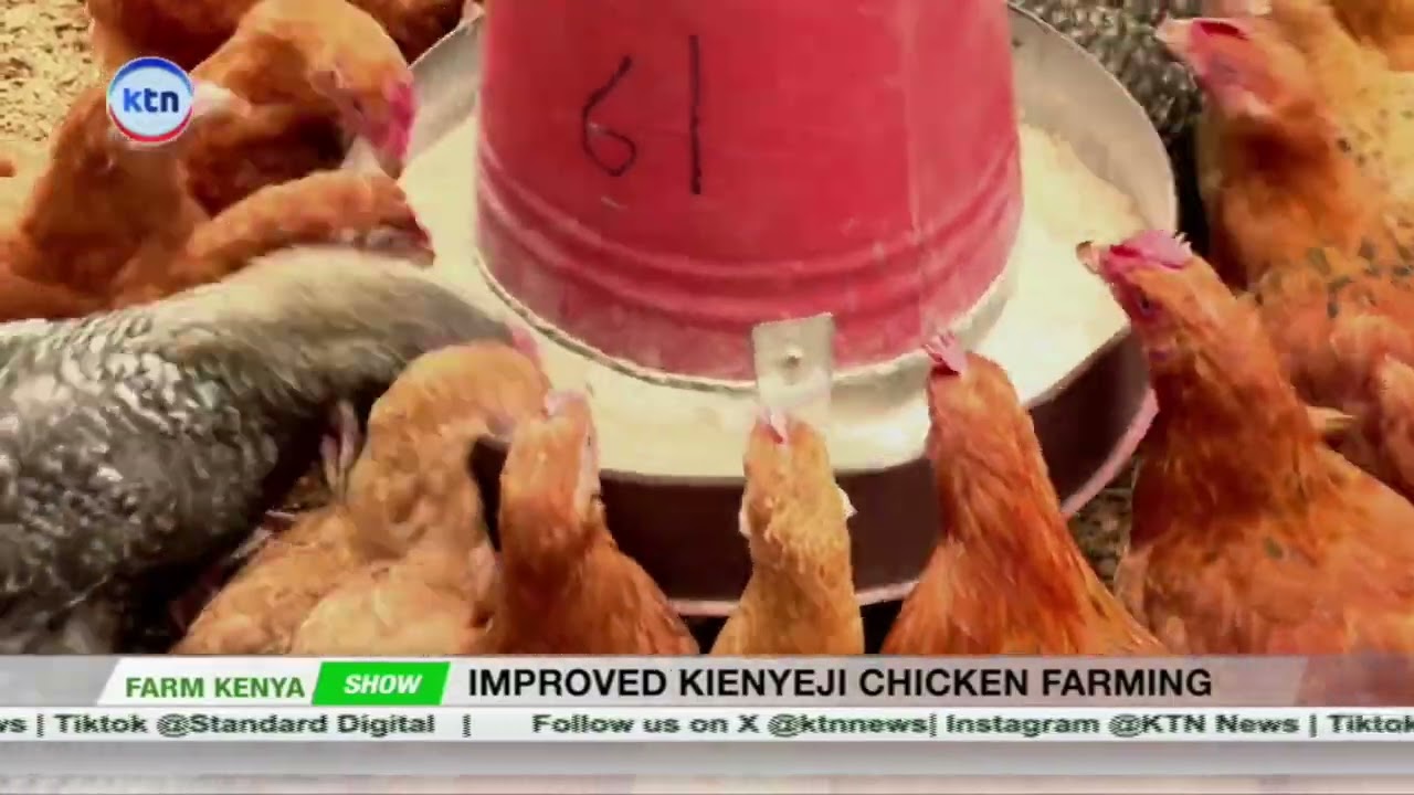 Improved Kienyeji Chicken: The Secret to Bigger Profits! || Farm Kenya