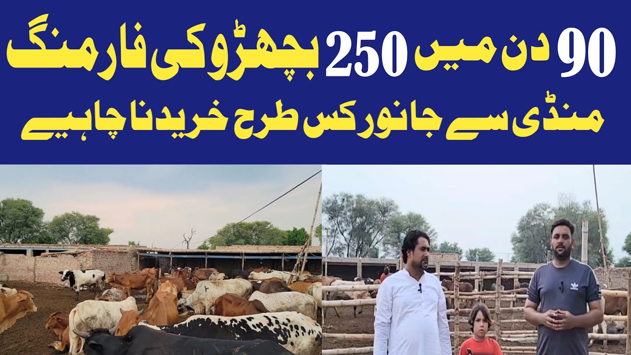 Bachra Farming Business Plan|Cattle Farming for Beginners|Bachra Mandi in Pakistan