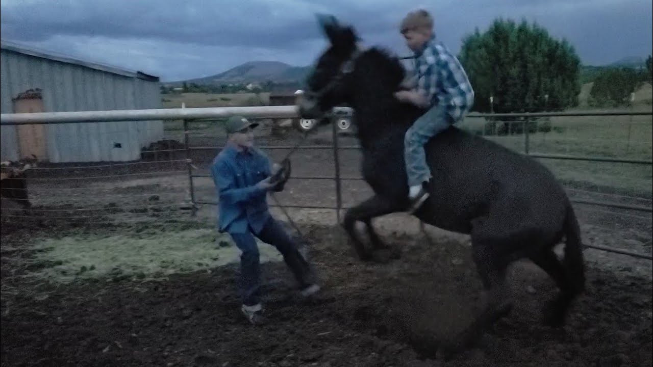 Don't Get Bucked Off! | Desensitizing a mule | Mules are very different than Horses