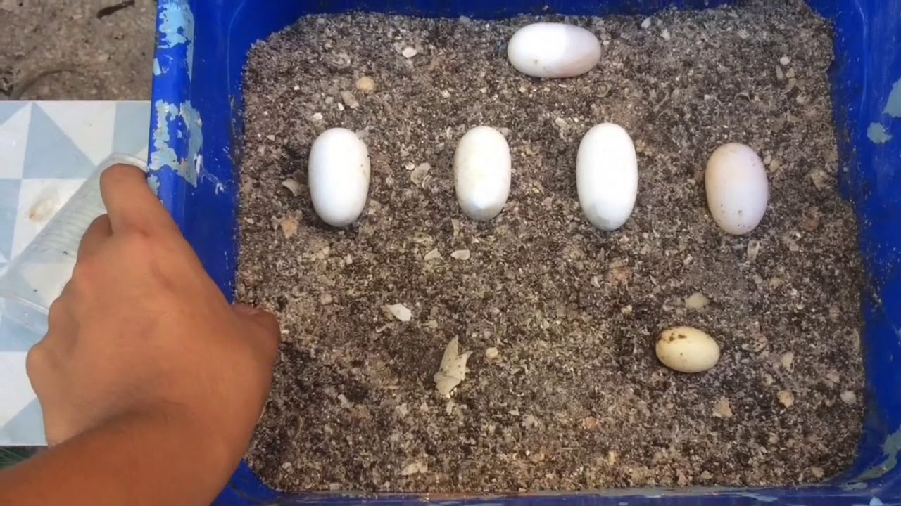 CÓMO INCUBAR HUEVOS DE TORTUGA 🥚🐢