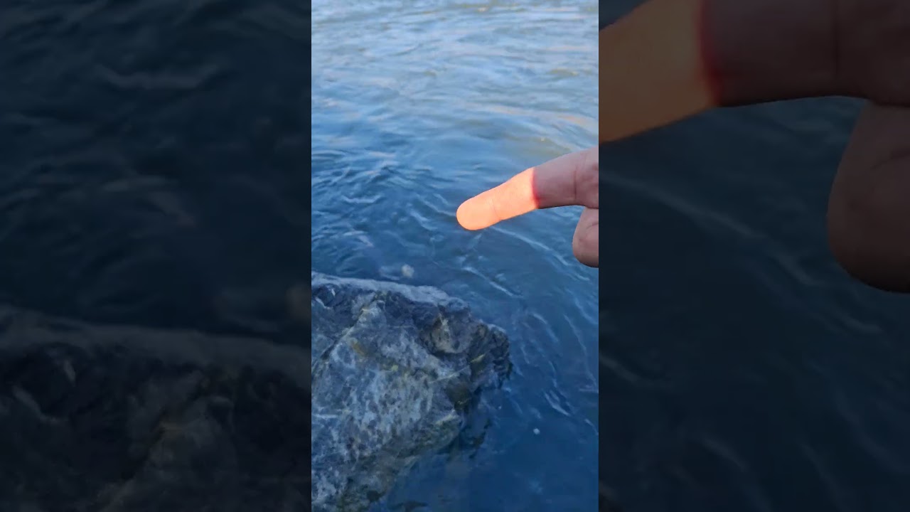 Leave this fish alone 