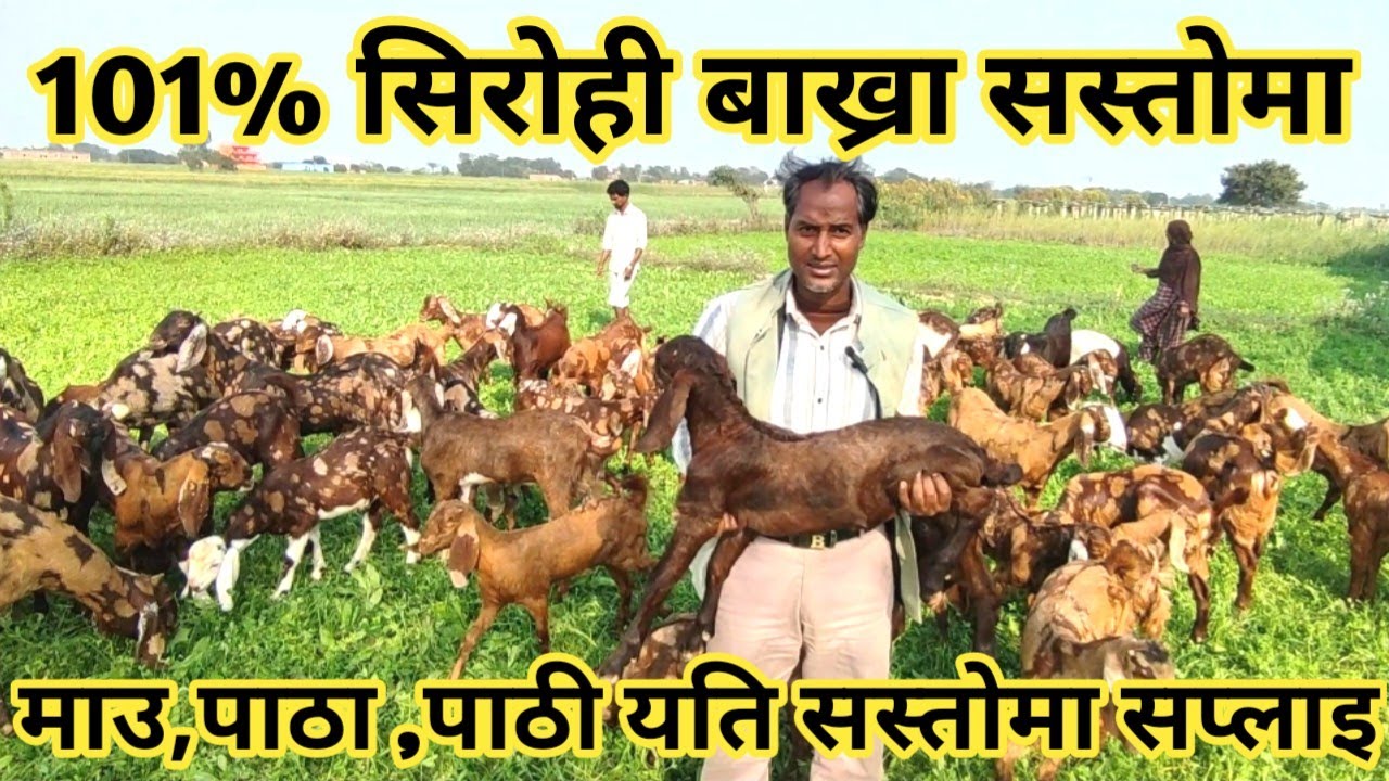 सबैभन्दा ठूलो सिरोही बाख्रा फार्म ! sirohi goat farming in nepal ! nepali village !