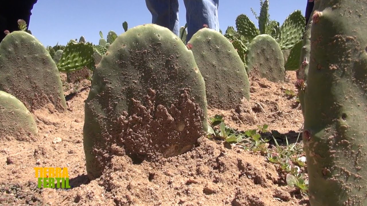 Tierra Fértil Tv-Producción de nopal(28.01.23)