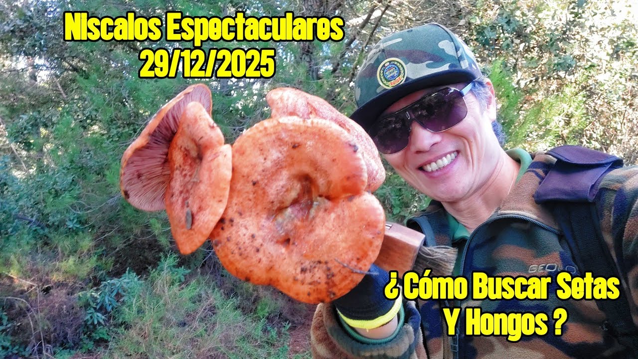 Niscalos Espectaculares 29/12/2025 