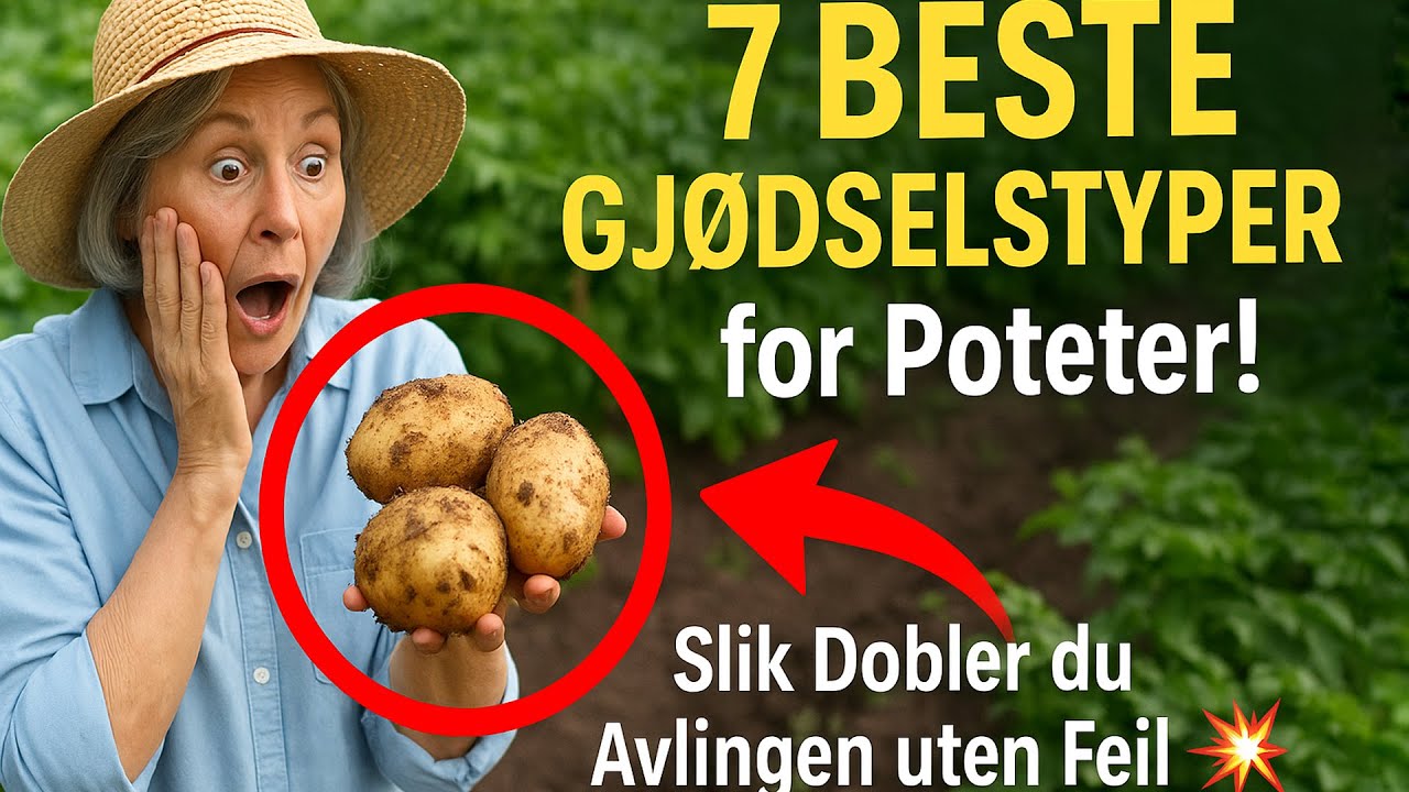 7 BESTE GJØDSELSTYPER for Poteter! Slik Dobler du Avlingen uten Feil 🥔💥