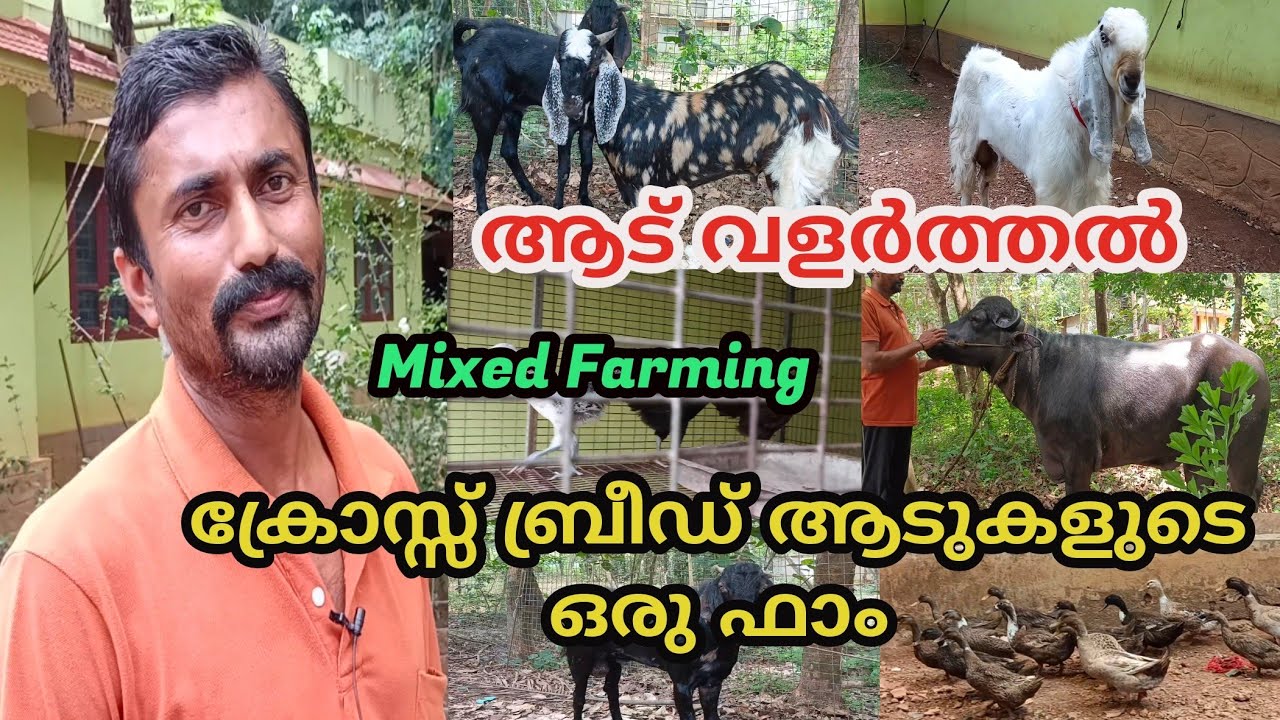Goat Farming Malayalam|mixed Farming in kerala| ആട് വളർത്തൽ|goat farming in Kerala