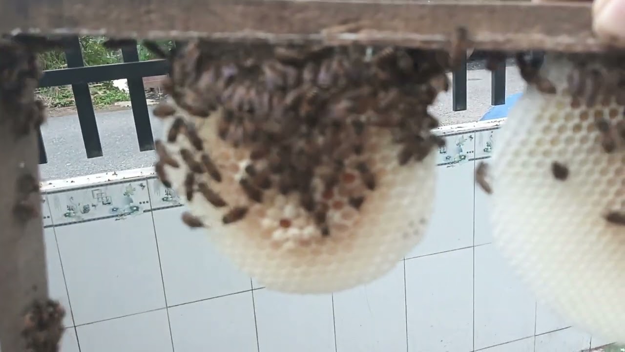 Nuôi ong mật tự nhiên ở miền Tây và cách thả ong chúa khi mới bắt ong về nuôi 