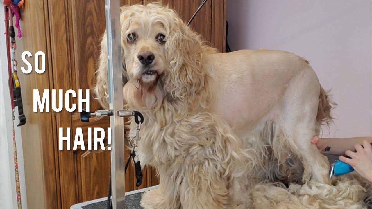 Cute Cocker spaniel | Matted Dog Transformation