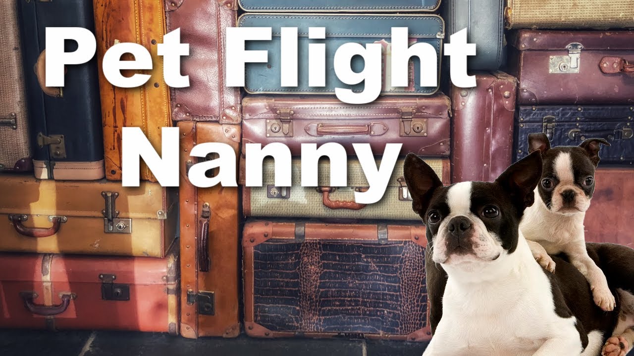 What is a Pet Flight Nanny?