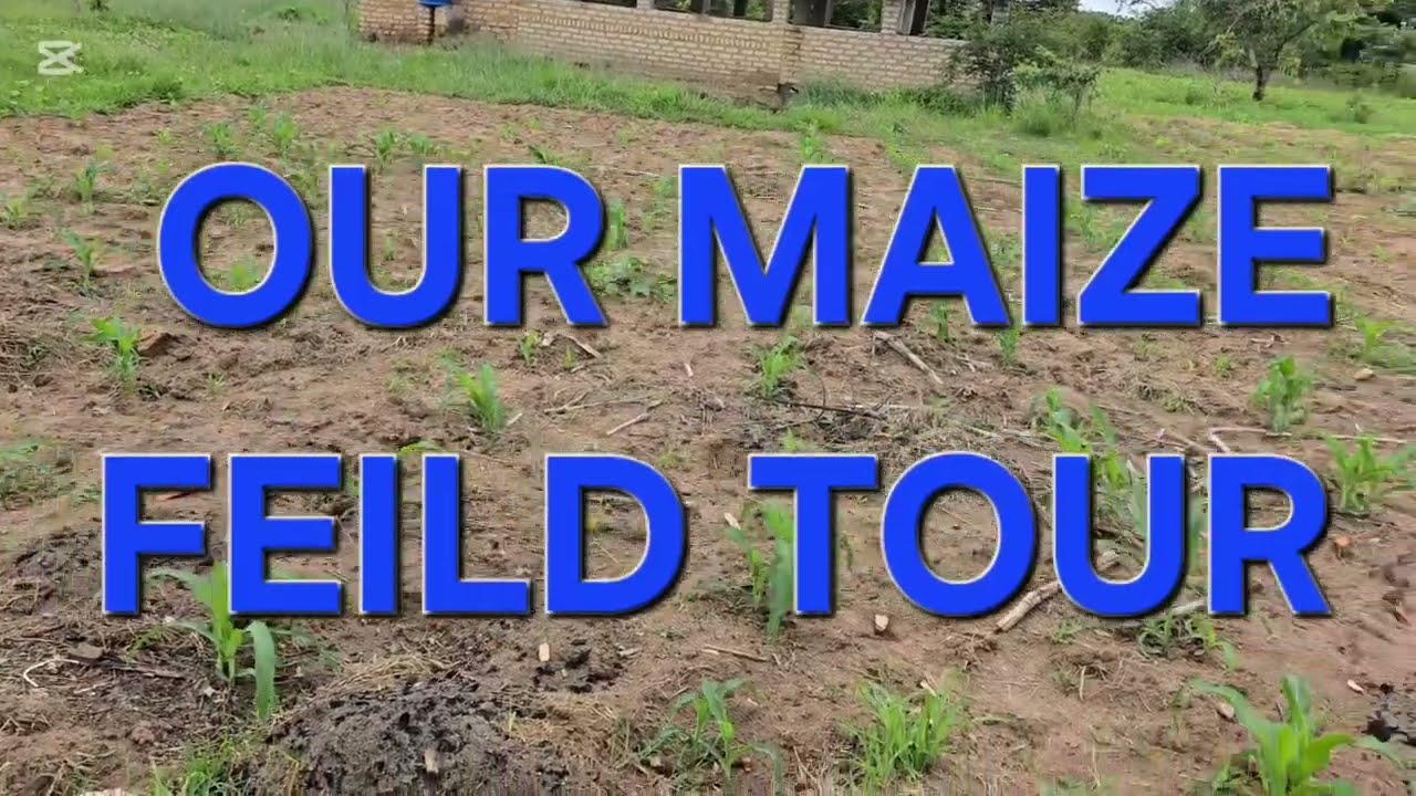 A TOUR ON OUR MAIZE FEILD