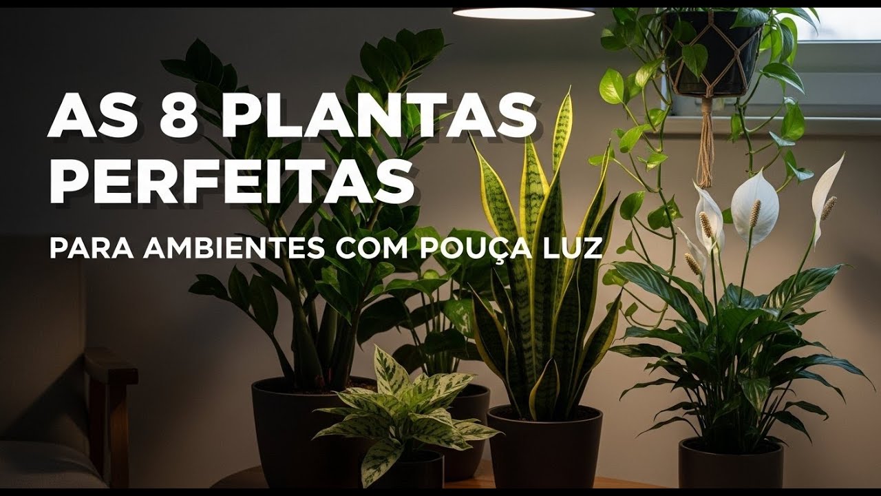 8 Plantas que SOBREVIVEM no escuro (Perfeitas para cantos sem luz!)
