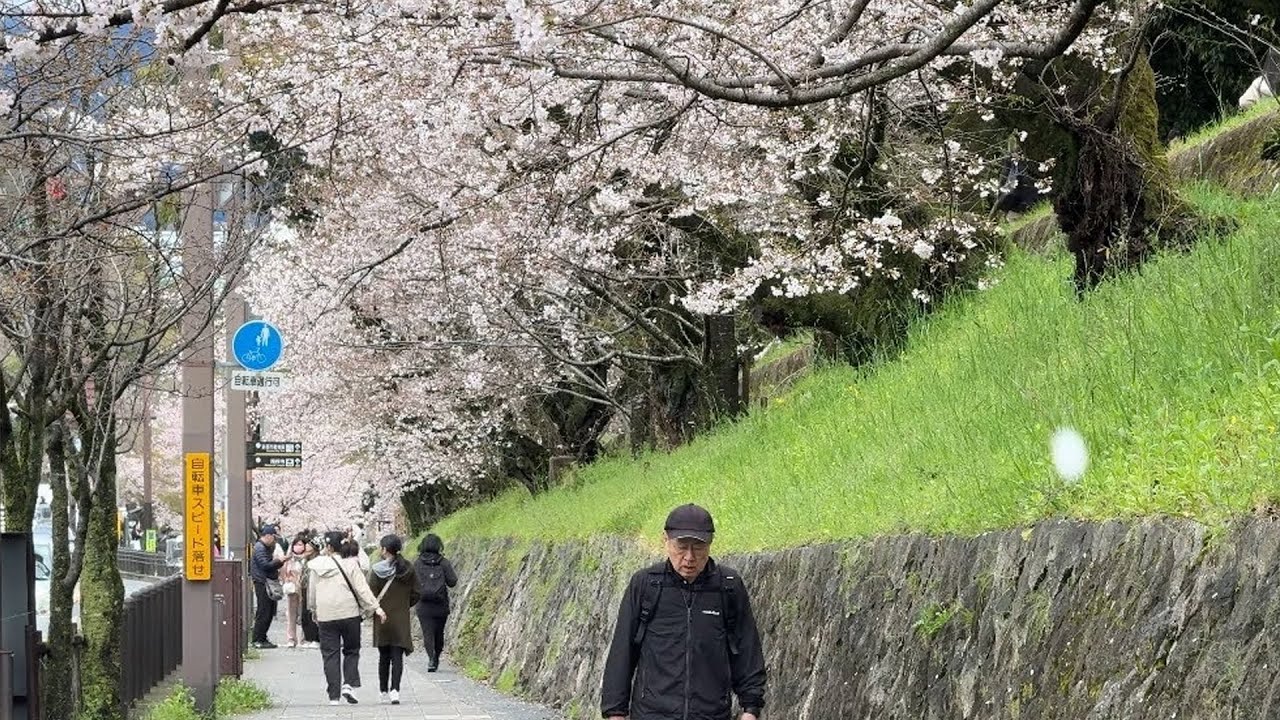 Kyoto 4K Sakura in 南禅寺 Nanzenji Temple from 蹴上インクライン Kaege Incline - Apr 4, 2024 #京都桜