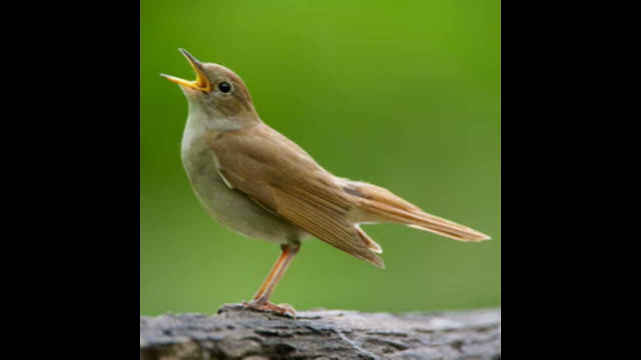 Vogelzang, waarom en waarvoor