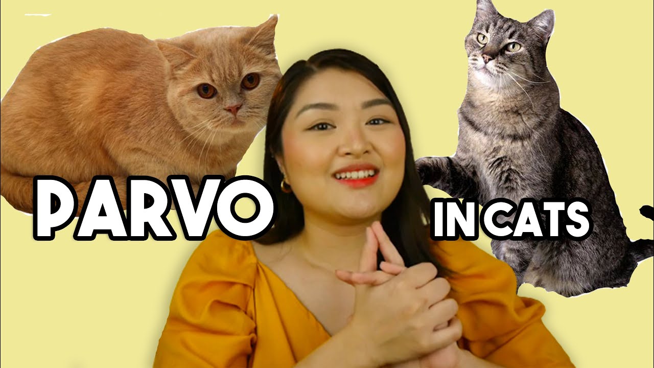 PARVO sa PUSA?! | Arah Virtucio