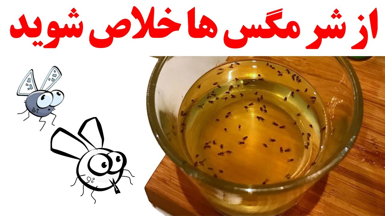 Home made fruit fly trap - راحت شدن از شر مگس و پشه