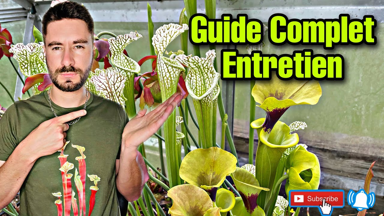 #6 Comment entretenir sa Plante Carnivore ? ( Guide Complet )