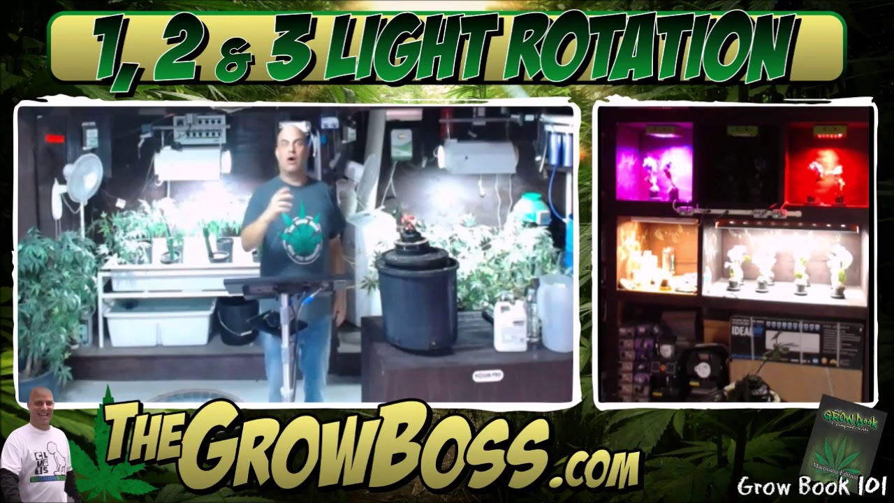 #1 CORRECTLY WATER YOUR CANNABIS PLANTS - EVERYTHING YOU NEED TO KNOW MARIJUANA