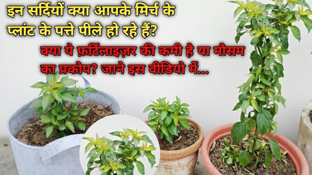 सर्दियों में मिर्च का प्लांट कैसे रखें हरा | पत्ते पीले होने का कारण | ACP Garden tips | chili plant