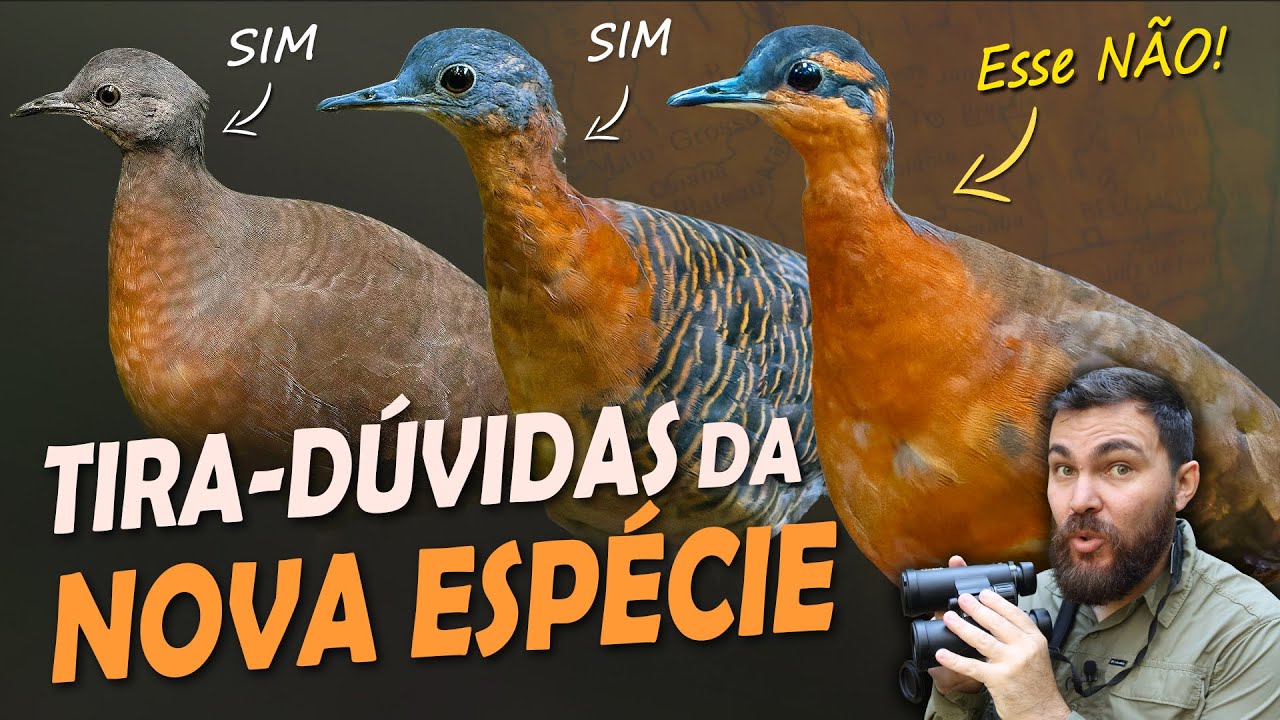 NOVO INHAMBU da AMAZ&Ocirc;NIA: Respondendo suas D&uacute;vidas! Ornit&oacute;logo Responde #86