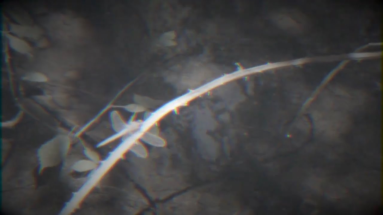 Adaya - Little Bird - Official music video